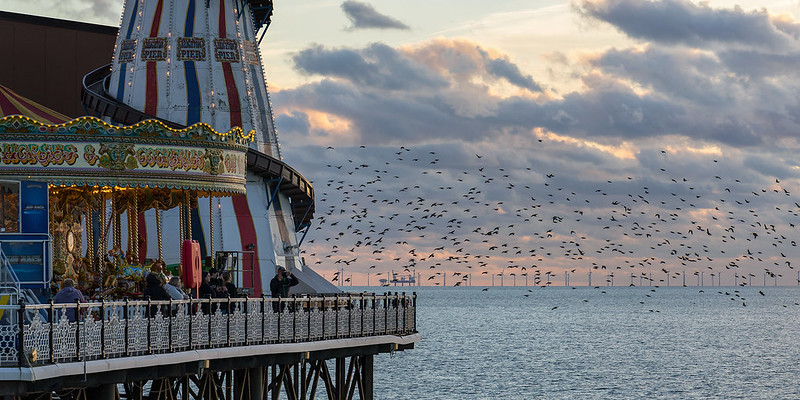 offshorew wind and birds