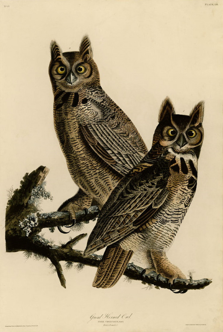 Great Horned Owl Great Horned Owl