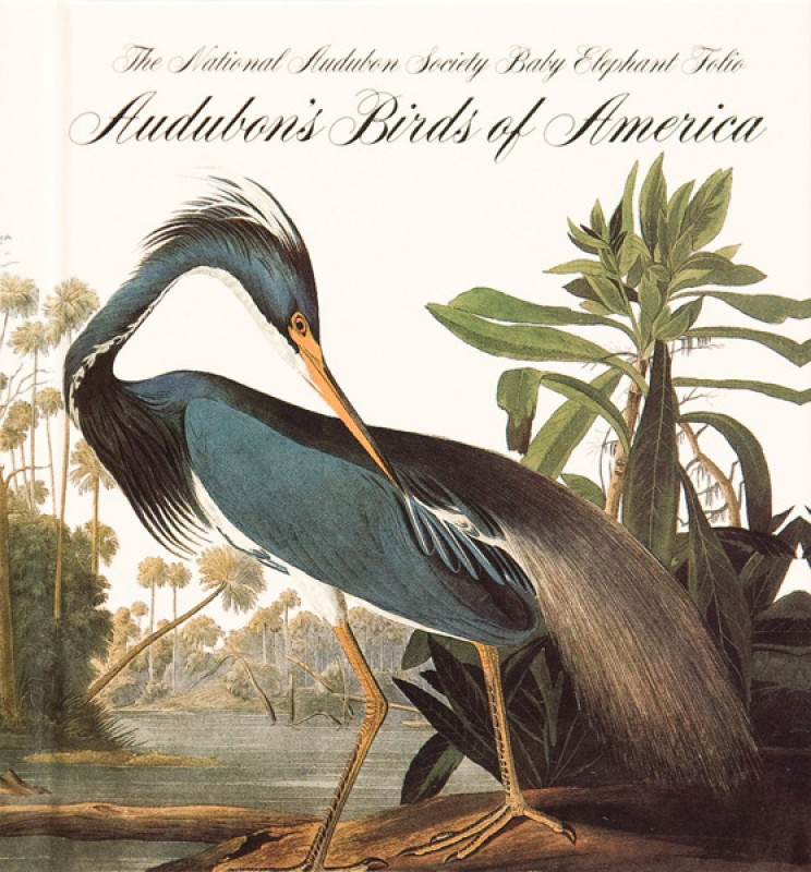 The Birds of America The Birds of America