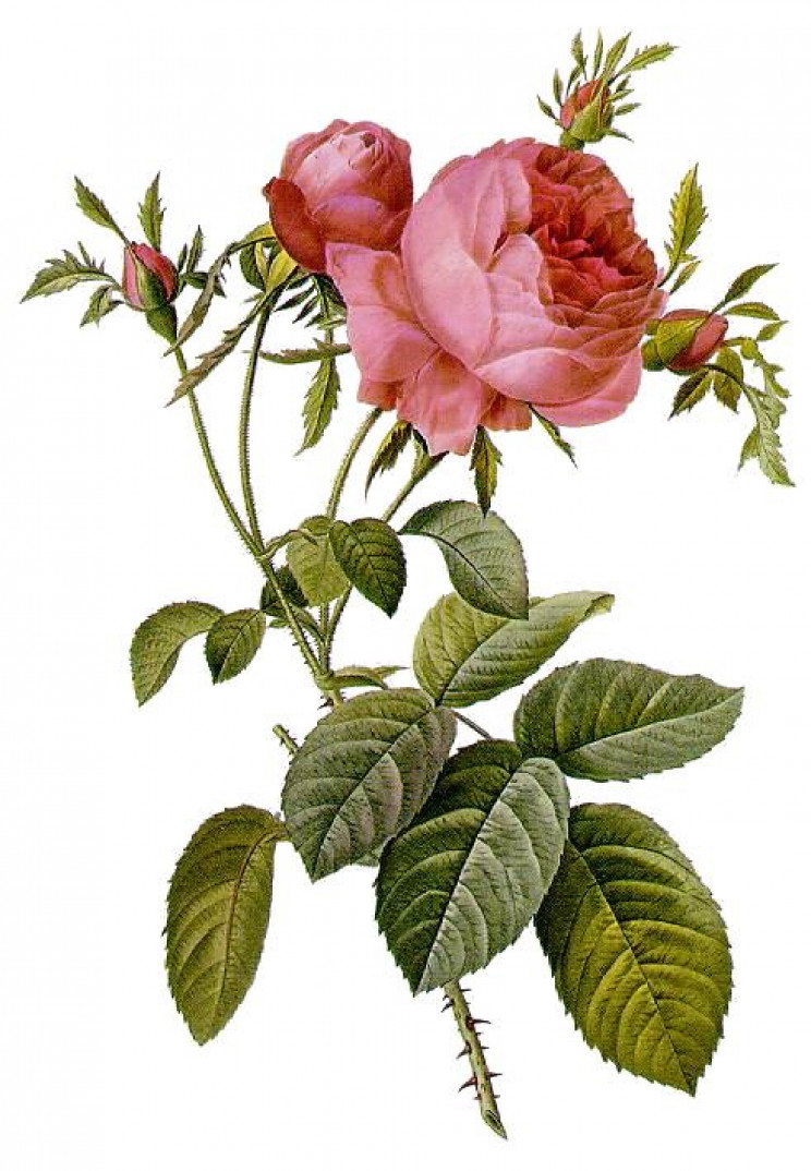 Roses Roses