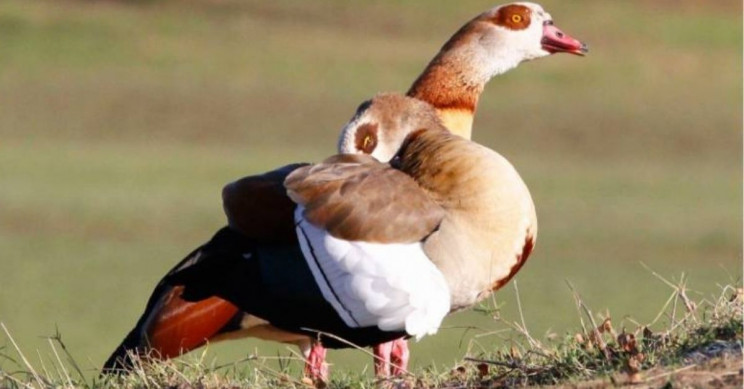 Around 1,200 New Species To Arrive in a Global Scale, Damaging Biodiversity