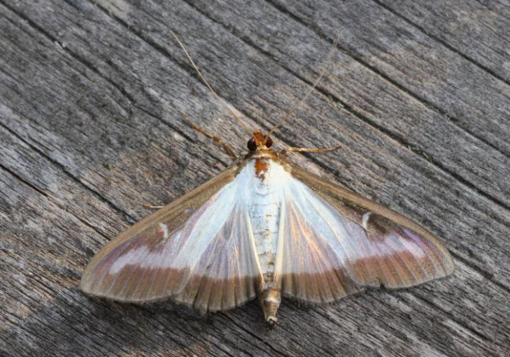 Around 1,200 New Species To Arrive in a Global Scale, Damaging Biodiversity Around 1,200 New Species To Arrive in a Global Scale, Damaging Biodiversity