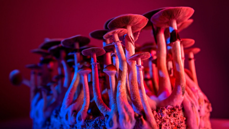 From Hippies to Psychotherapy, A Psychedelics Handbook for the Willful Skeptics