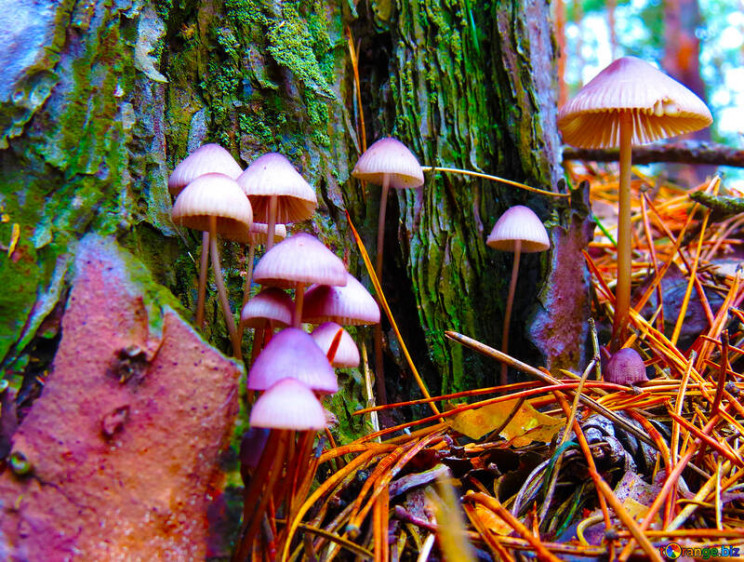 From Hippies to Modern Psychotherapy, A Psychedelics Handbook for the Willful Skeptics From Hippies to Modern Psychotherapy, A Psychedelics Handbook for the Willful Skeptics