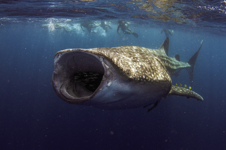 whale-shark