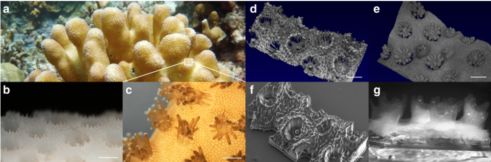 3D Printed Corals Could Be the Future of Bioenergy 3D Printed Corals Could Be the Future of Bioenergy