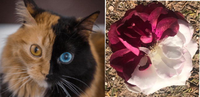 chimera cat and chimera rose chimera cat and chimera rose