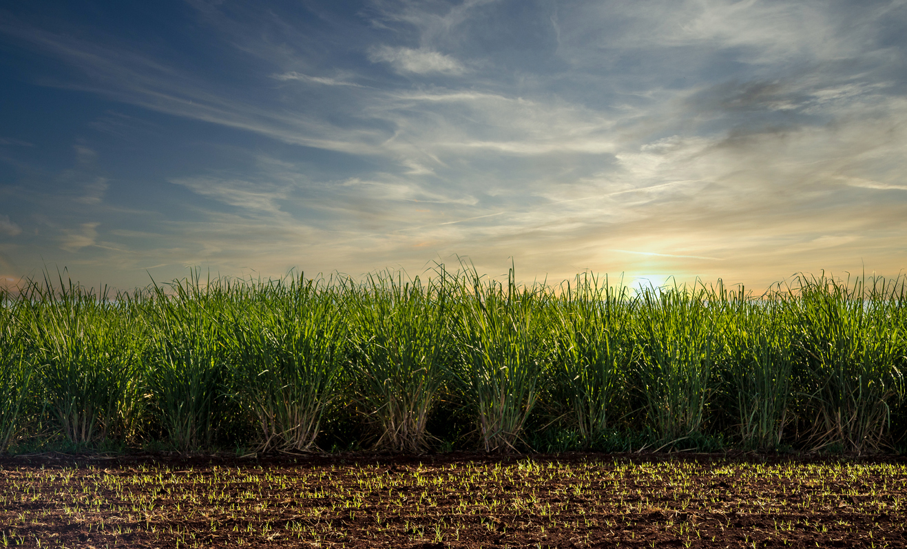Biofuels may not be as green as we've been told Biofuels may not be as green as we've been told