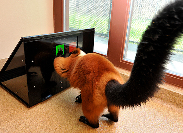 Got an Old Android Laying Around? Donate It to Help Lemur Research Got an Old Android Laying Around? Donate It to Help Lemur Research