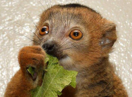 Got an Old Android Laying Around? Donate It to Help Lemur Research
