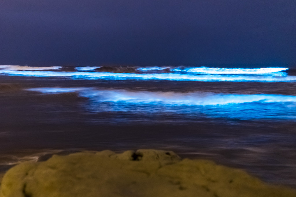 milky sea effect bioluminescent tide - milky seas