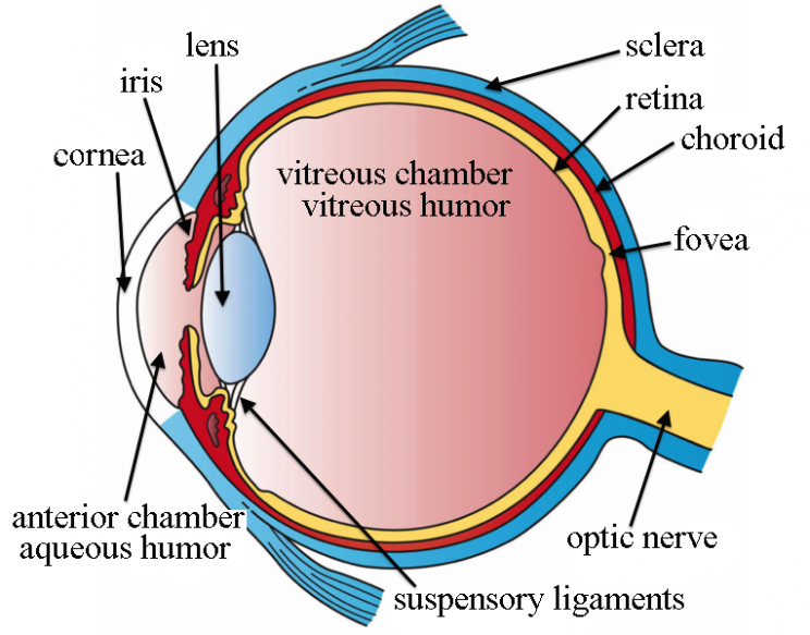 Japanese Woman Received the World's First iPS Corneal Transplant Japanese Woman Received the World's First iPS Corneal Transplant