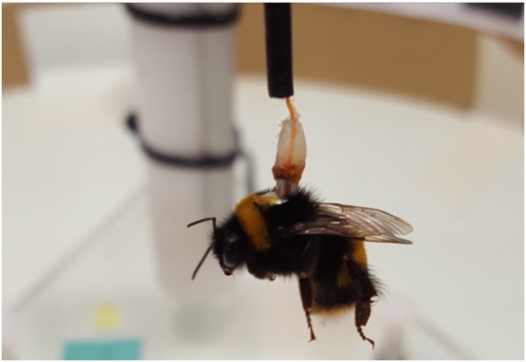 Pesticide Exposure Causes Bumblebee Flight to Fall Short