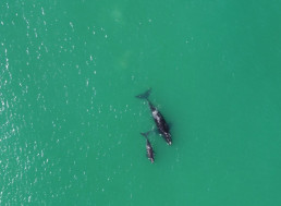 Drones Deployed to Accurately Determine Body Mass of Whales