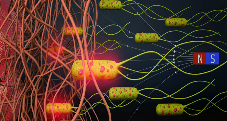 Questi microrobot batterici possono uccidere il cancro senza causare dolore e lacrime Questi microrobot batterici possono uccidere il cancro senza causare dolore e lacerazioni