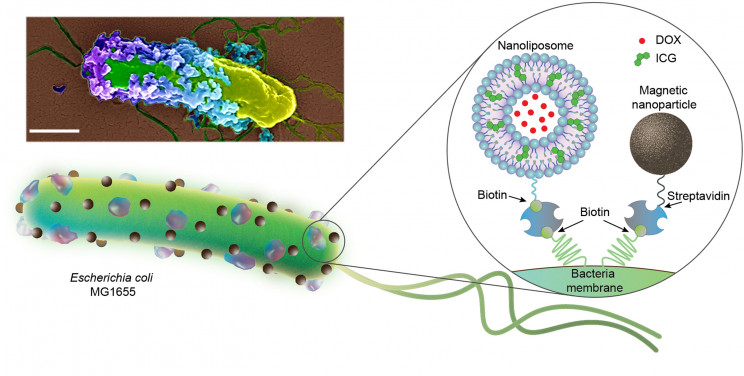 These bacterial microrobots can kill cancer without causing any pain and tears These bacterial microrobots can kill cancer without causing any pain and tears