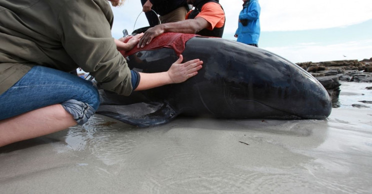 Volunteers Save 120 Whales From the Biggest Mass Stranding in Sri Lanka