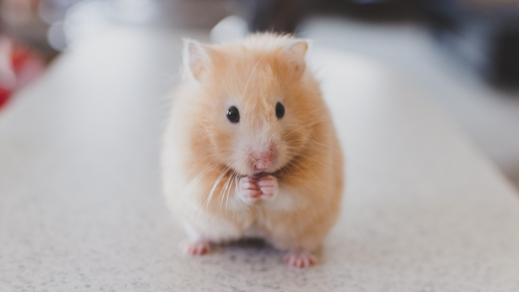 Scientists Reverse Memory Loss Caused by Aging in Mice