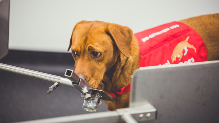New Device Sniffs Out Diseases Just Like Medical Detection Dogs