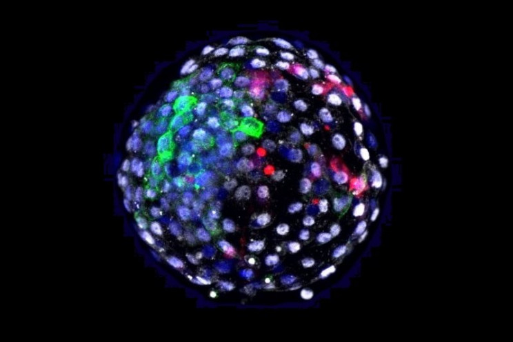 Scientists Created Embryos That Are Part Human, Part Monkey