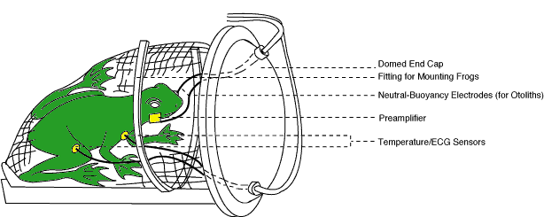 NASA Once Sent 2 Bullfrogs to Space for... Science! NASA Once Sent 2 Bullfrogs to Space for... Science!