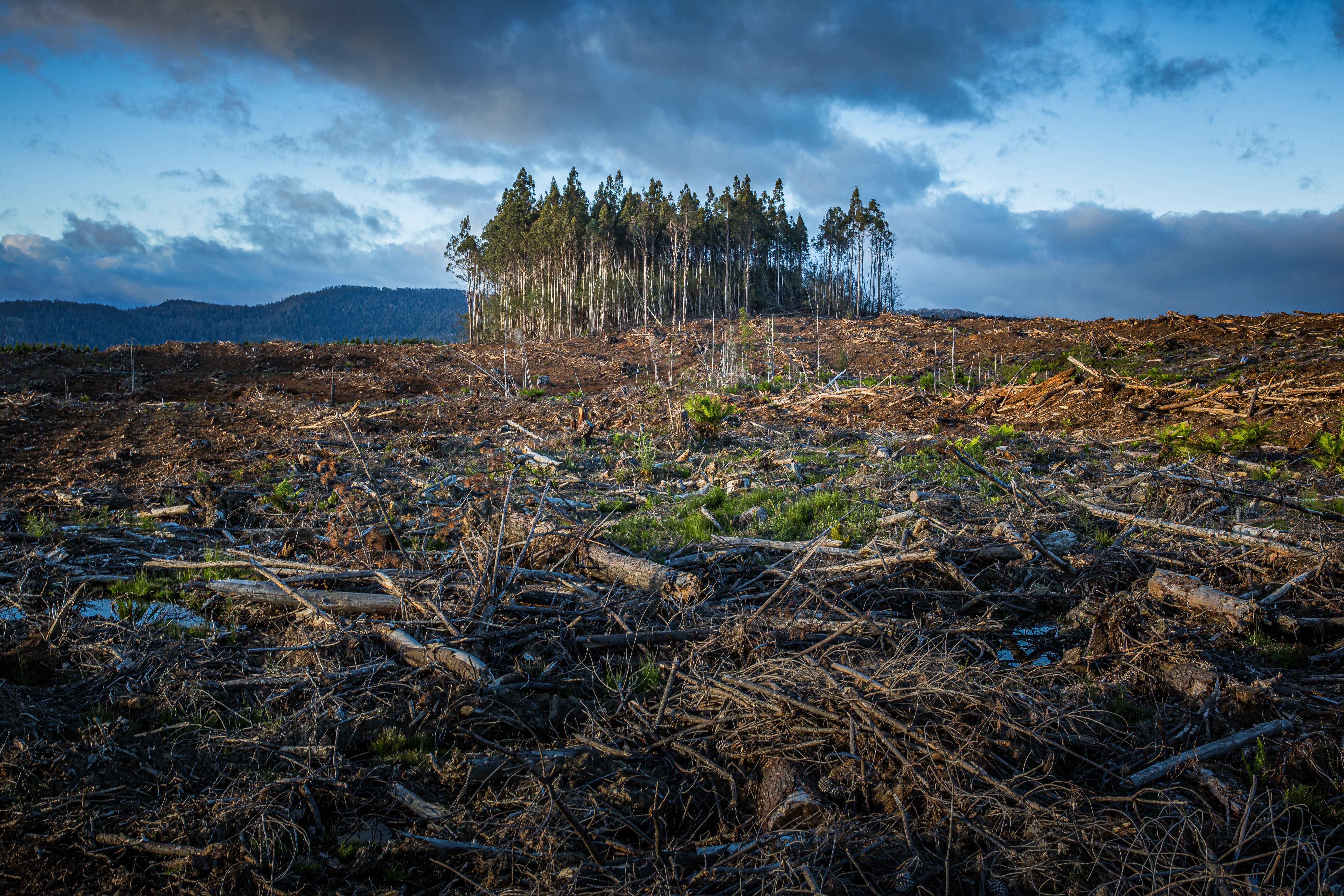 A small grouping of trees stands in the center of a deforested field in Tasmania.