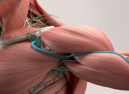 Researchers Work on Artificial Muscles That Lift 650 Times Their Weight