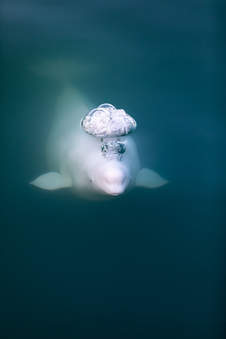 7+ Photos of This Year's International Photography Awards Winners 7+ Photos of This Year's International Photography Awards Winners