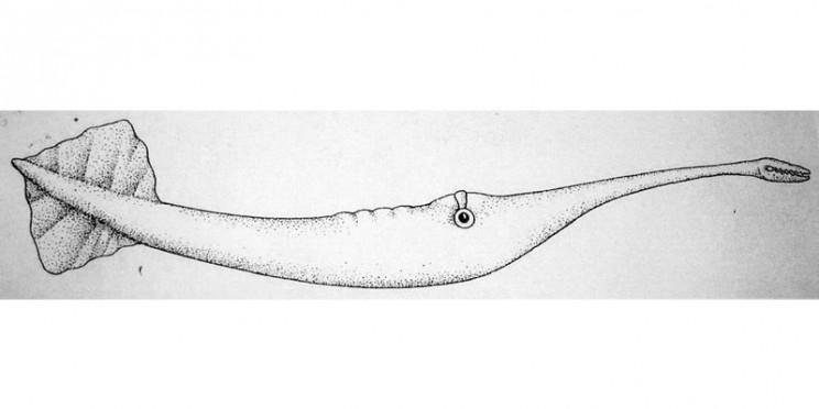 unsolved scientific mysteries tully