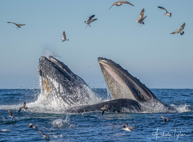 unsolved scientific mysteries whales