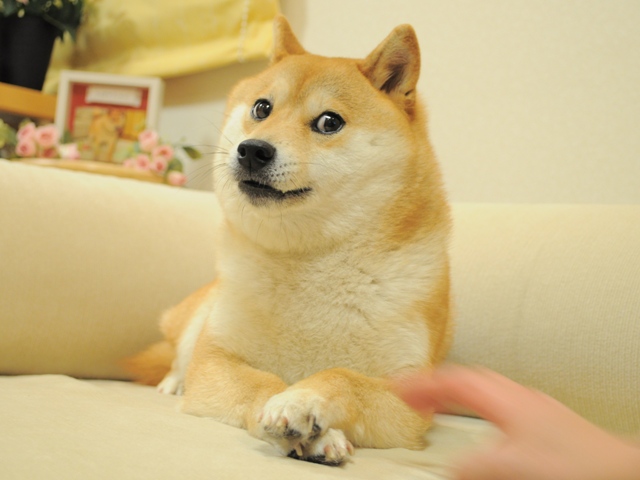 Everything You Need to Know About the Meme-Cryptocurrency Dogecoin Everything You Need to Know About the Meme-Cryptocurrency Dogecoin
