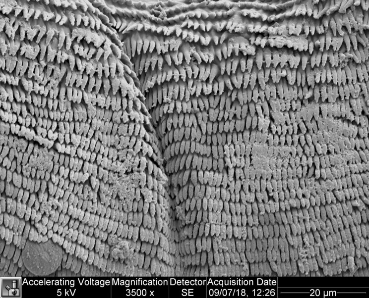 How Do These Little Larvae Jump so Far without Any Legs to Help Them?
