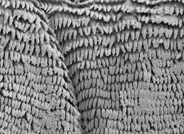 How Do These Little Larvae Jump so Far without Any Legs to Help Them?