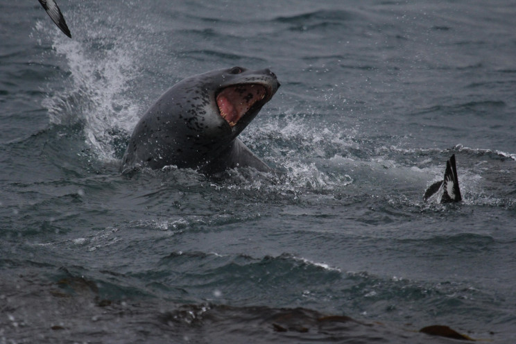 Drone Captures Leopard Seals Sharing a Meal