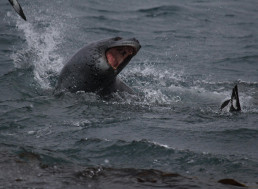 Drone Captures Leopard Seals Sharing a Meal