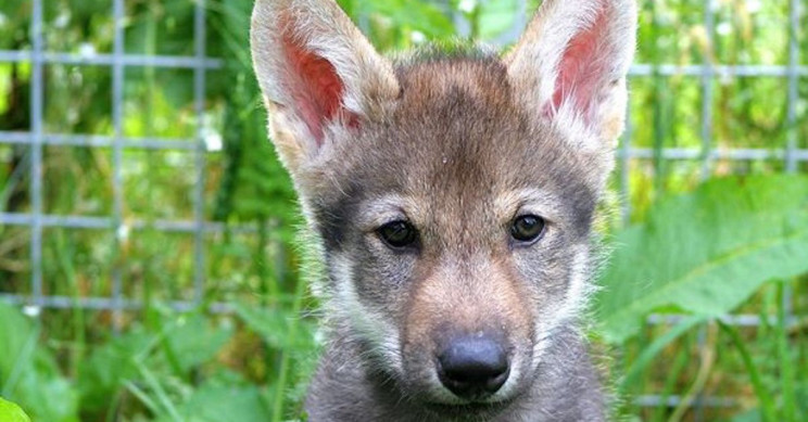 Scientists Discover that Wolf Pups Play Fetch Too