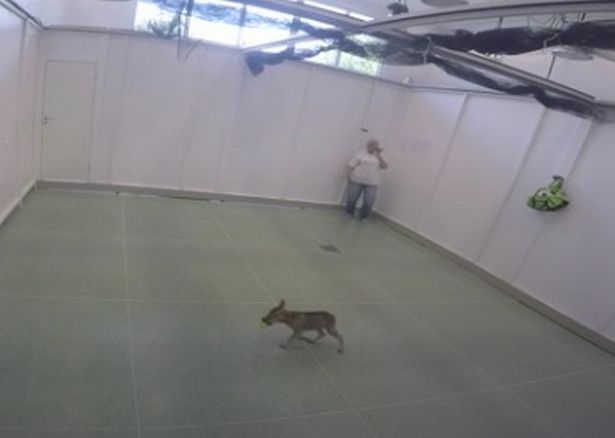 Scientists Discover that Wolf Pups Play Fetch Too Scientists Discover that Wolf Pups Play Fetch Too