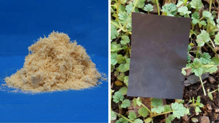 Scientists Create Biomass-Based Plastics from Wood