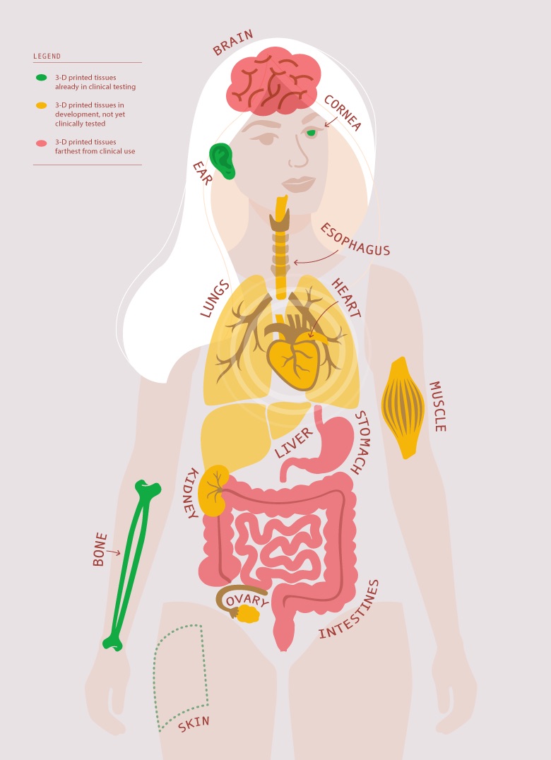 The Science Fiction World of 3D Printed Organs The Science Fiction World of 3D Printed Organs