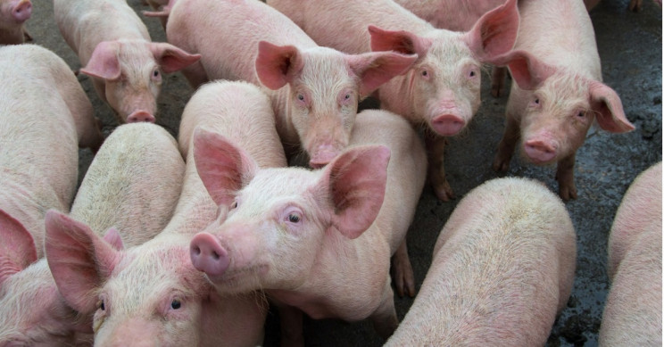 New Virus Found in the Feces of Pigs