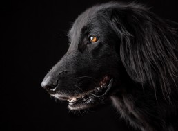 Your Choice to Own a Dog Was Influenced by Your Genetic Makeup, Say Scientists