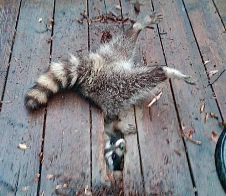 13 of the Most Unusual Photos of Wildlife Animals 13 of the Most Unusual Photos of Wildlife Animals