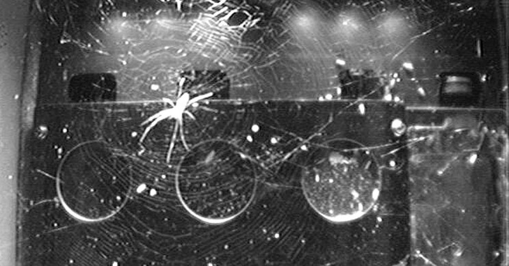 Spiders in Space Station Can Weave Webs Without Gravity
