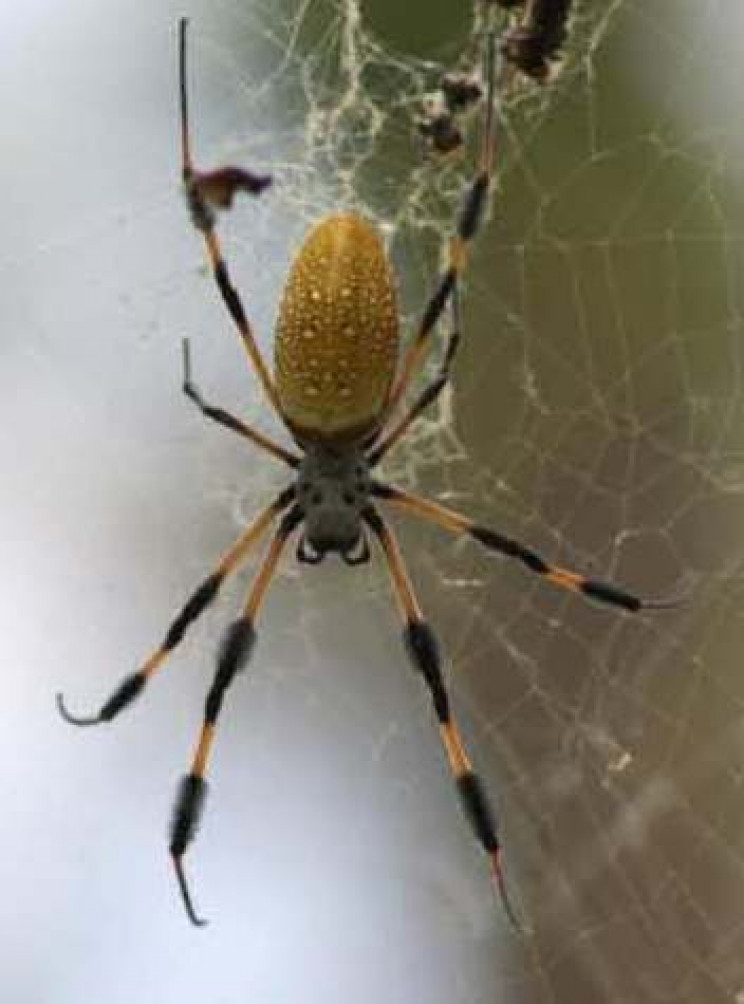 Spiders in Space Station Can Weave Webs Without Gravity Spiders in Space Station Can Weave Webs Without Gravity