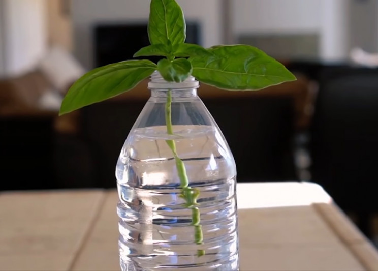 Basil stem Basil stem