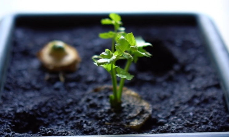 Celery sprouting Celery sprouting