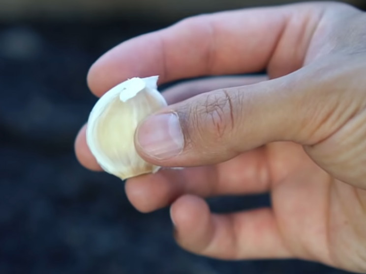 Garlic clove Garlic clove