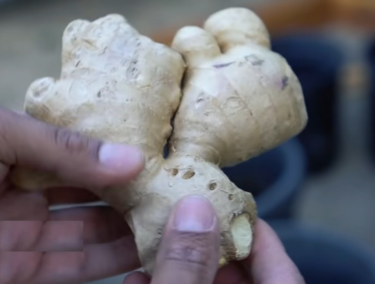 Ginger Ginger