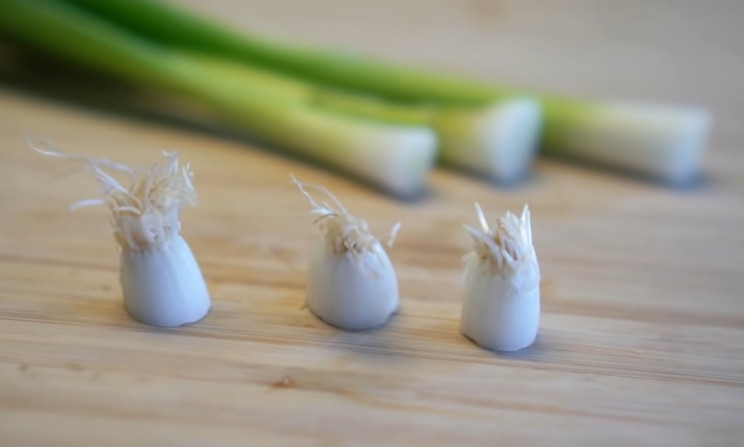 Green onion bulbs with roots Green onion bulbs with roots