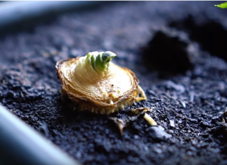 Leeks sprouting Leeks sprouting